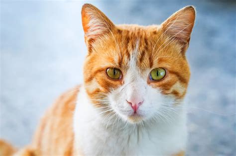 Orange Cat Behavior Get To Know Sweet Gingersnaps