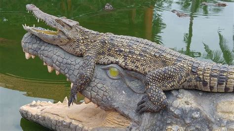 Blue Sky Crocodile Land (Long Xuyen Crocodile) - All You Need to Know ...