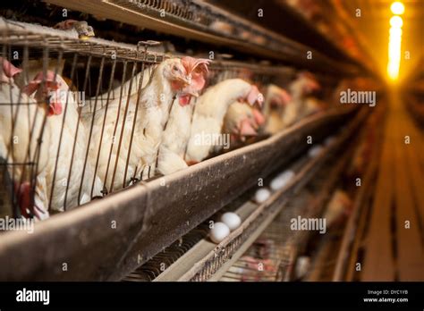 Chickens In Cages At A Conventional Production Commercial Egg Farm