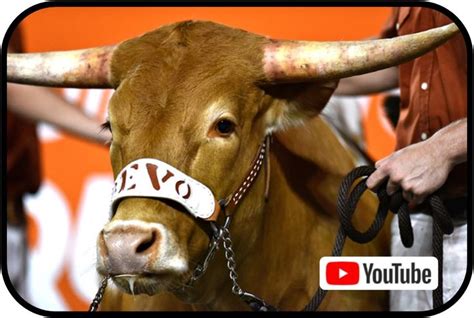 Meet Bevo The States Most Famous Longhorn