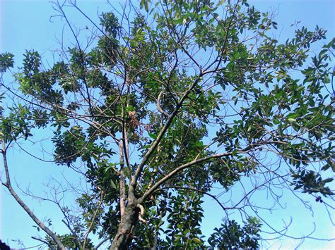 Free Picture Old Tree Blue Sky Background