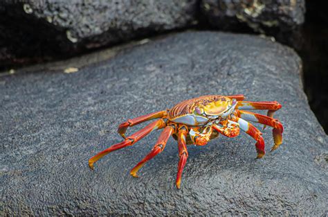 Red Crab · Free Stock Photo