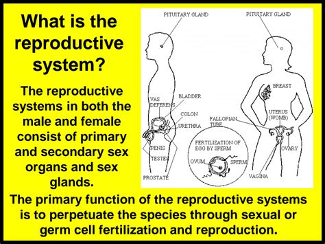 SOLUTION: Anatomy reproductive system presentation - Studypool