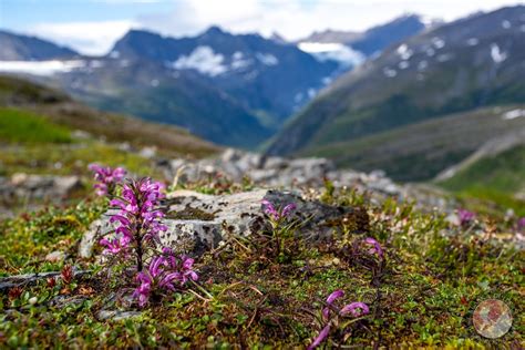 Woolly Lousewort of Alaska - Alaska.Guide