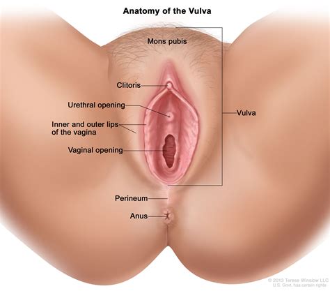 Definition Of Vulva NCI Dictionary Of Cancer Terms NCI