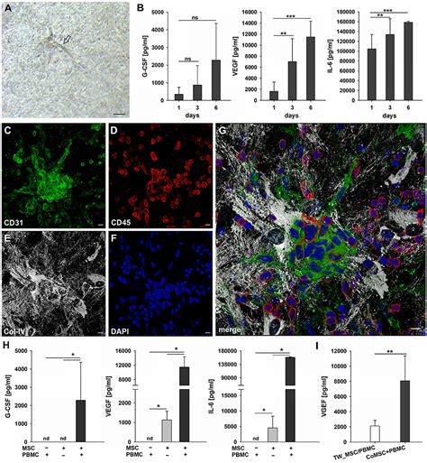 Frontiers Vascular Morphogenesis In The Context Of Inflammation Self Organization In A Fibrin