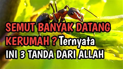 Menakjubkan Ternyata Ini Pertanda Berdatangan Banyak Semut Kedalam