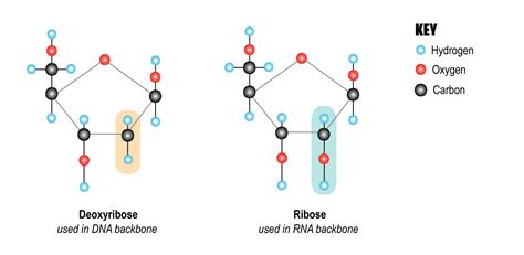 3 3 Sugars Introduction To The Evolution And Biology Of Sex