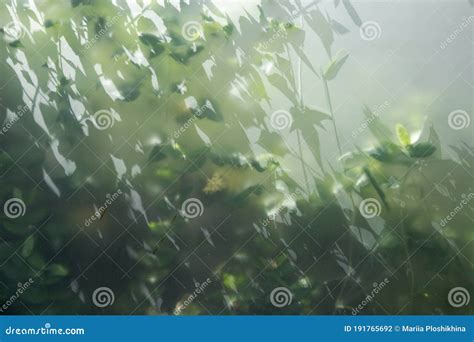 Green Plants In Fog With Stems And Leaves Behind Frosted Glass Stock