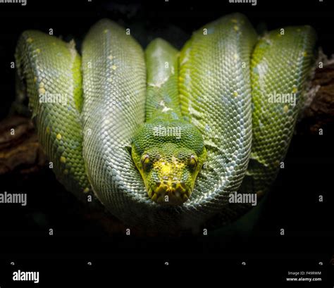 Python verde Morelia viridis cómodamente enrolladas en la rama de un