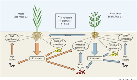 Figure 3 From How Plant Root Exudates Shape The Nitrogen Cycle