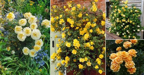 Yellow Rose Meaning | 22 Best Varieties of Yellow Roses