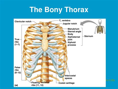 Ppt Vertebrae Bony Thorax Pelvis And Joints Powerpoint