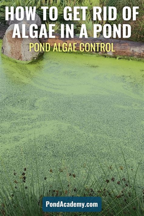 Pond Algae Control Pond Algae Pond Plants Off Grid Survival Survival Items Yard Landscaping