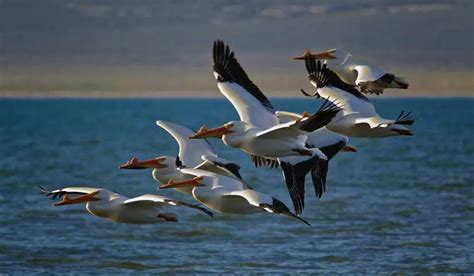 AVES MIGRATORIAS Conócelas a todas y descubre todo sobre ellas