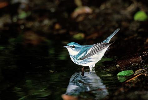 Close Up Of A Male Cerulean Warbler Photograph By Barry Mansell Fine