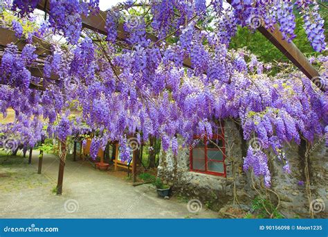 Purple Wisteria Flowersbean Treechinese Wisteriapurple Vine Stock