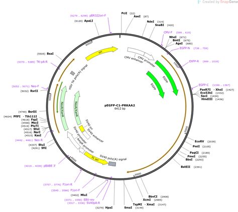 Addgene Pegfp C1 Prkaa2