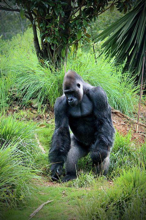 Standing Gorilla By Cynthia Guinn Silverback Gorilla Gorillas In The