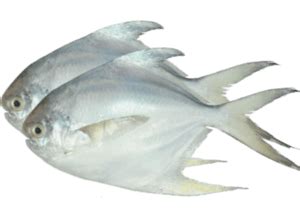 Ikan Bawal Putih White Pomfret Kg Pasarhub Online Fresh Market