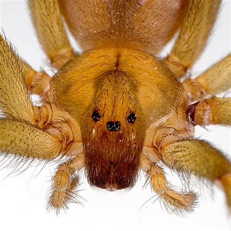 Brown Recluse Spider Bite Images