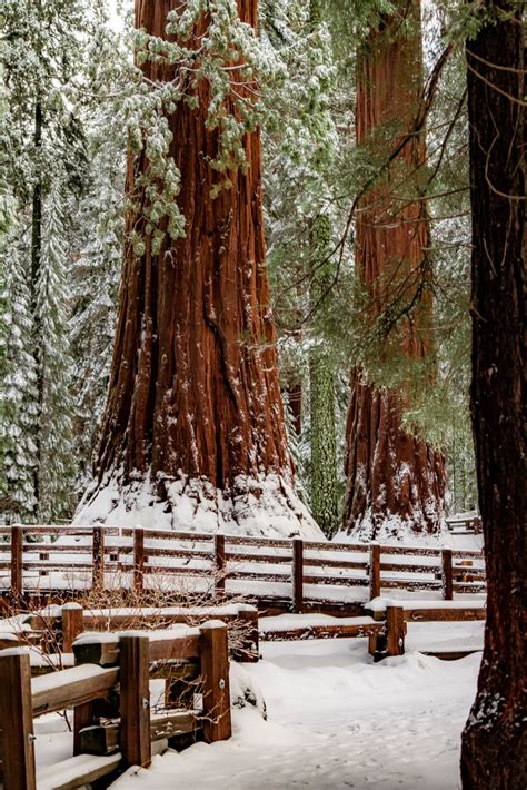 20+ (Helpful) Things to Know About SEQUOIA NATIONAL PARK in Winter