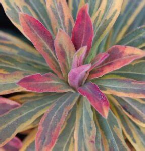 Pussy Willow The First Flowers Of Spring Mygardenchannel