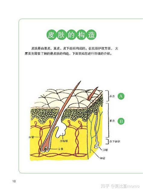 皮肤衰老的原因？女人不看后悔！ 知乎