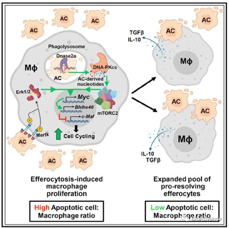 代谢免疫热点 胞葬作用通过诱导巨噬细胞增殖促进炎性损伤修复 文献精读解析！ 哔哩哔哩