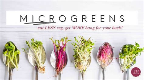 Health Benefits of MICROGREENS | What They Are & How To Use Them ...