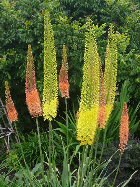 Лисий Хвост Цветок Садовый Фото — Картинки фотографии