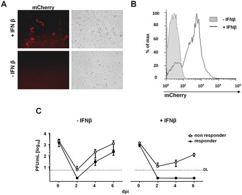 MCMV replication is completely blocked in IFNβ responsive cells NIH3T3