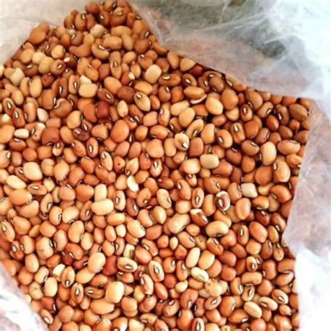 Jual Kacang Dadap Kacang Tolo Atau Kacang Tunggak Super 250g 500g 1kg