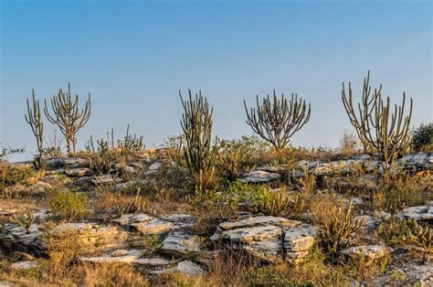 Na Caatinga Existem Plantas Adapta O Ao Clima Seco Librain