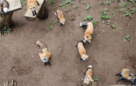 Kitsune ⇒ El Zorro Famoso De La Mitología Japonesa ⛩️