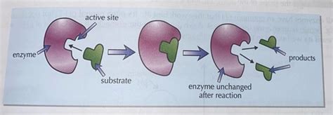 Enzymes And Digestion Flashcards Quizlet