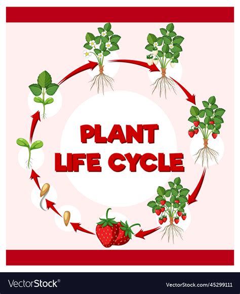 Life Cycle Of Strawberry Diagram Royalty Free Vector Image 47 OFF