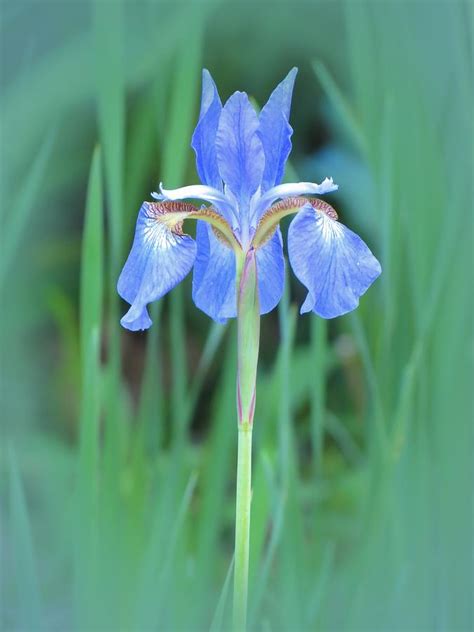 Lone Iris Photograph By Mtbobbins Photography Fine Art America