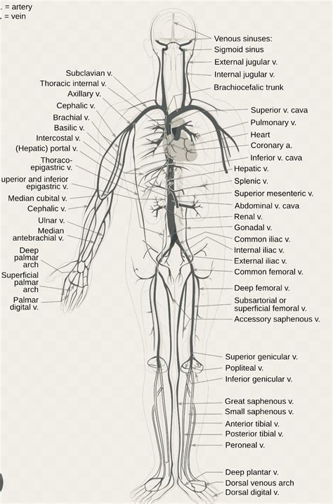 Solved Human Venous Systems Diagrammed Course Hero