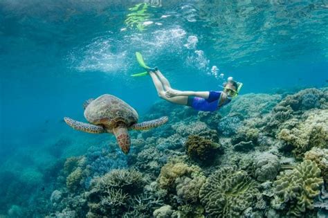 Must Do Activites And Tours Near The Great Barrier Reef Tourism Australia