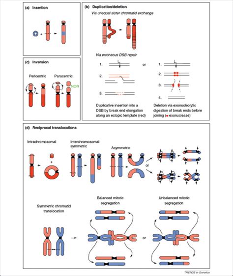 Interpretation Of Karyotype Evolution Should Consider Chromosome