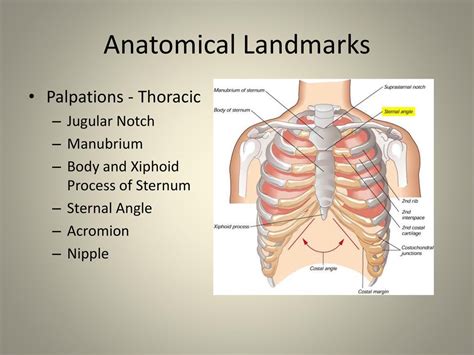 Jugular Notch