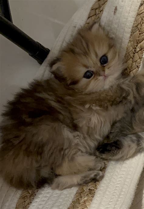 Available Kittens - Maison Miami Cattery | Miami Beach