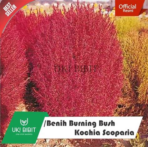 Jual Jual 10 Butir Benih Rumput Burning Bush Kochia Scoparia Di Lapak Uki Bibit Bukalapak