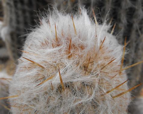 Cactus Lanudo Espostoa Lanata