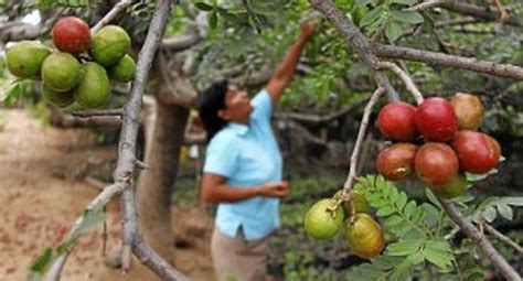 Precio Del Cacao Se Dispara POLITICA CORREO