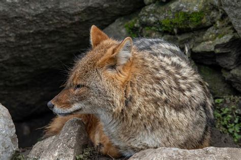 Close Up Of Golden Jackal Canis Aureus Stock Image Image Of Desert