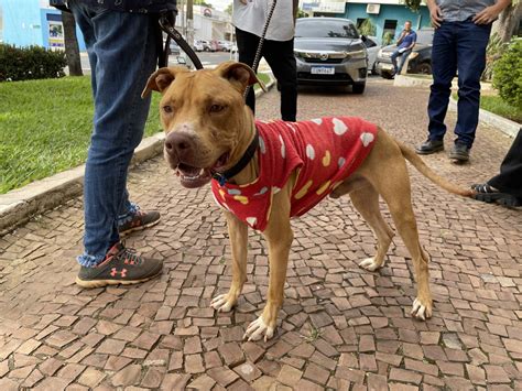 Pitbull resgatado sinais de maus tratos e desnutrido é encaminhado