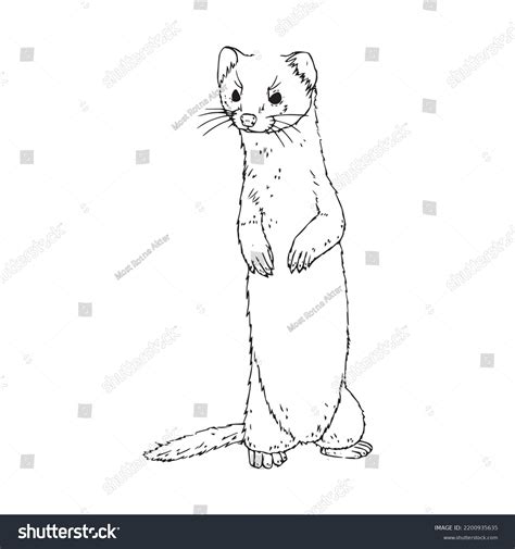 Beautiful Ferret Line Art Imagesferret Outline Stock Vector Royalty Free 2200935635 Shutterstock