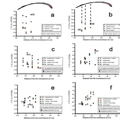 Differential Carbon And Oxygen Isotope Ratios Representing Shell Layer